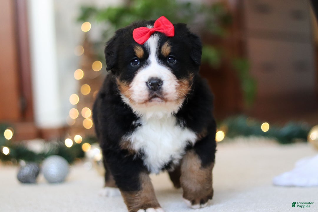 Bernese Mountain Dog dogs for sale: Princess Star - Ad 4