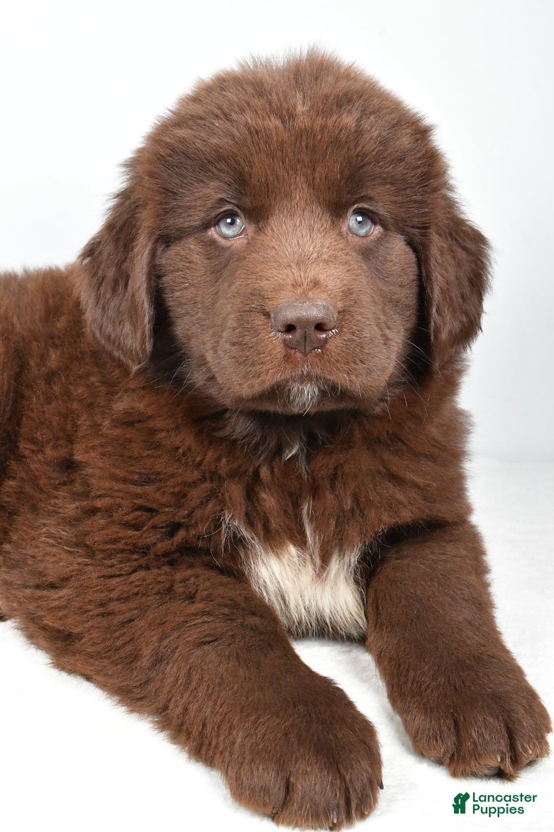 Newfoundland dogs for sale: Harper - Ad 4