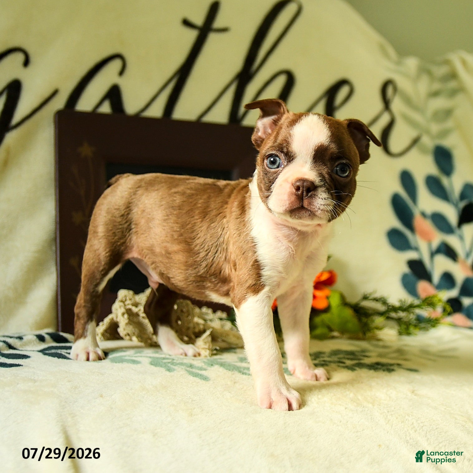 Boston Terrier dogs Zeus - Ad 1