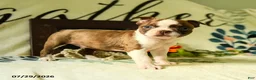 Boston Terrier dogs for sale: Zeus - Ad 1
