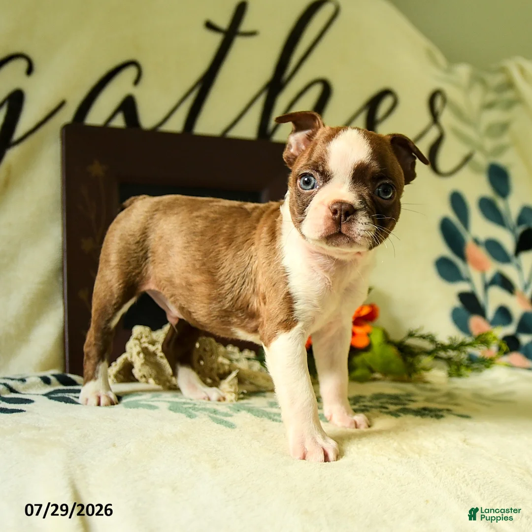 Boston Terrier dogs for sale: Zeus - Ad 1