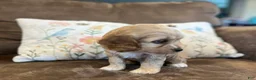 Cockapoo dogs for sale: Buff boy  - Ad 7