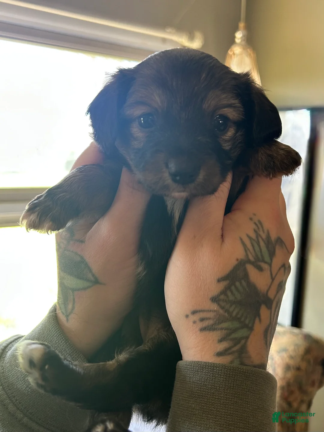 Mixed Breed dogs for sale: Mixed Breed Puppy 4 - Ad 1