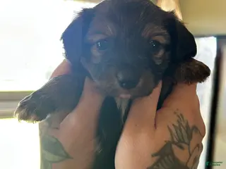 Mixed Breed dogs Mixed Breed Puppy 4 - Ad 34