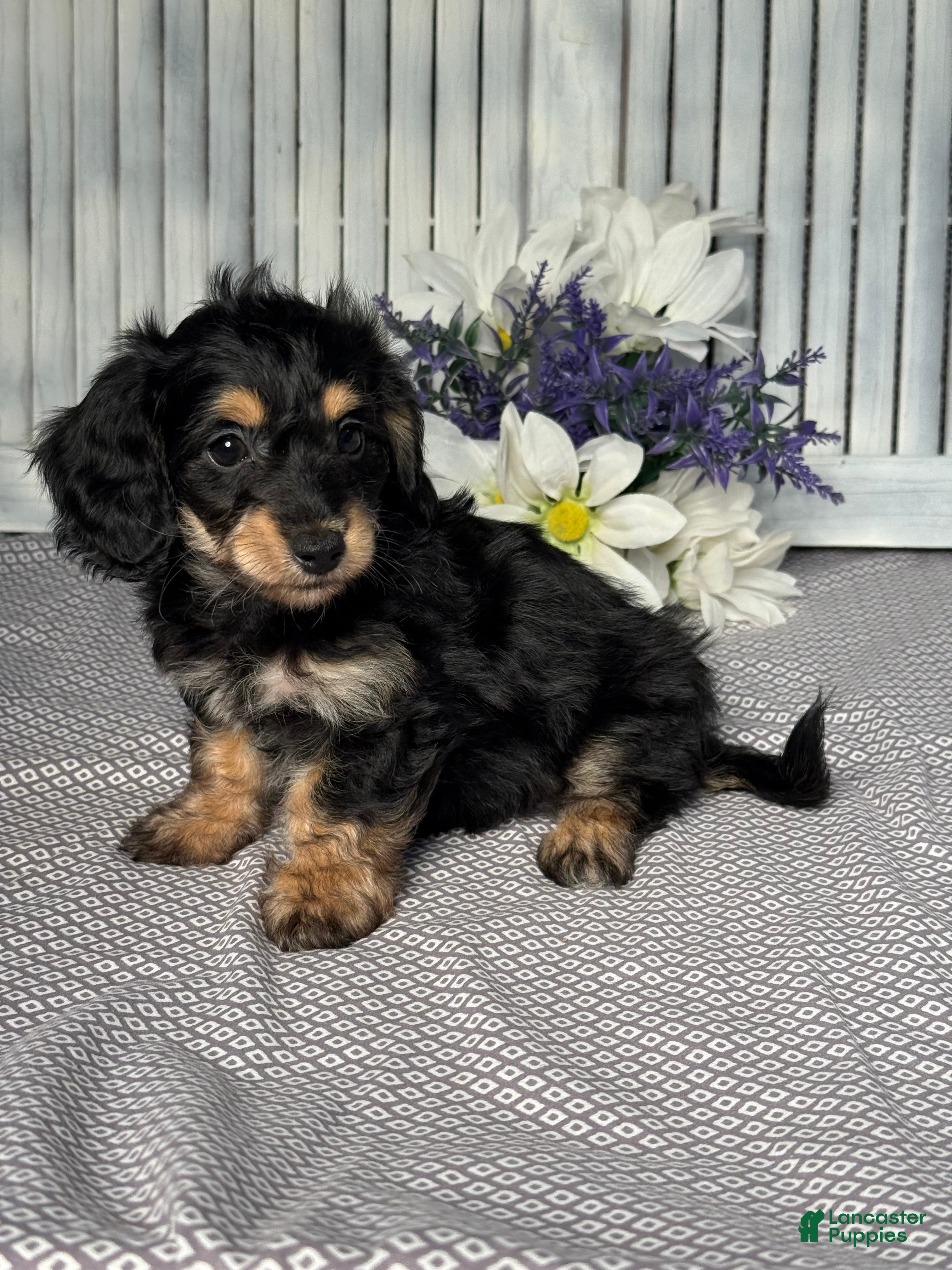 Mixed Breed dogs for sale: Lilly - Ad 2