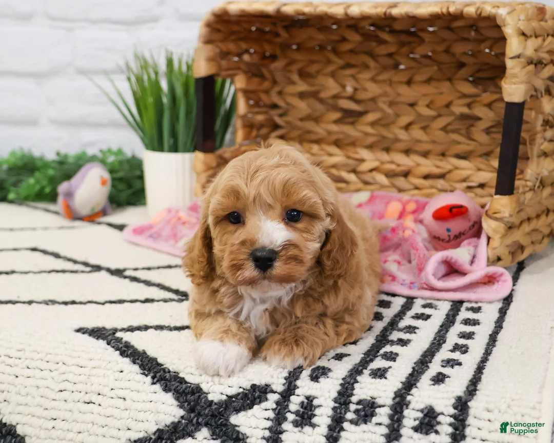 Cavapoo dogs for sale: Latte - Ad 1