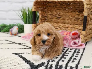 Cavapoo dogs Latte - Ad 34