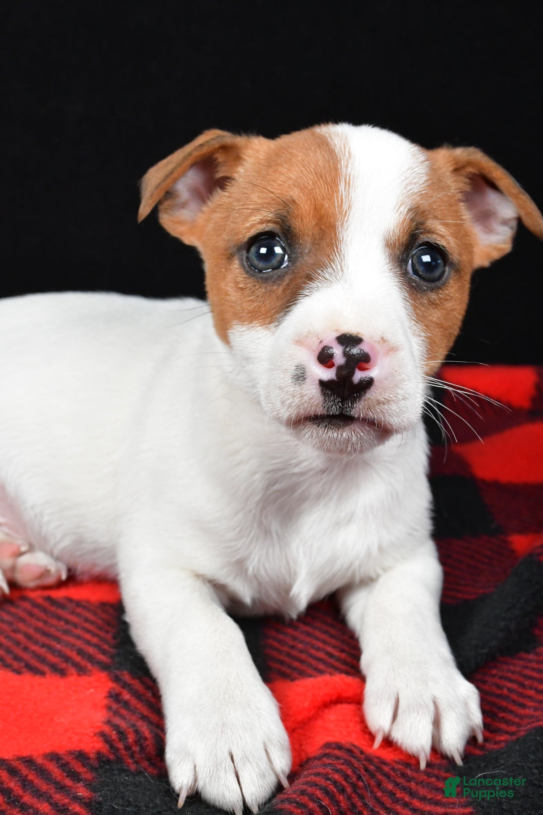 Jack Russell Terrier dogs for sale: Thunder - Ad 9