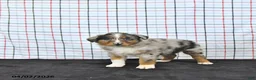 Australian Shepherd dogs for sale: Parker - Ad 3