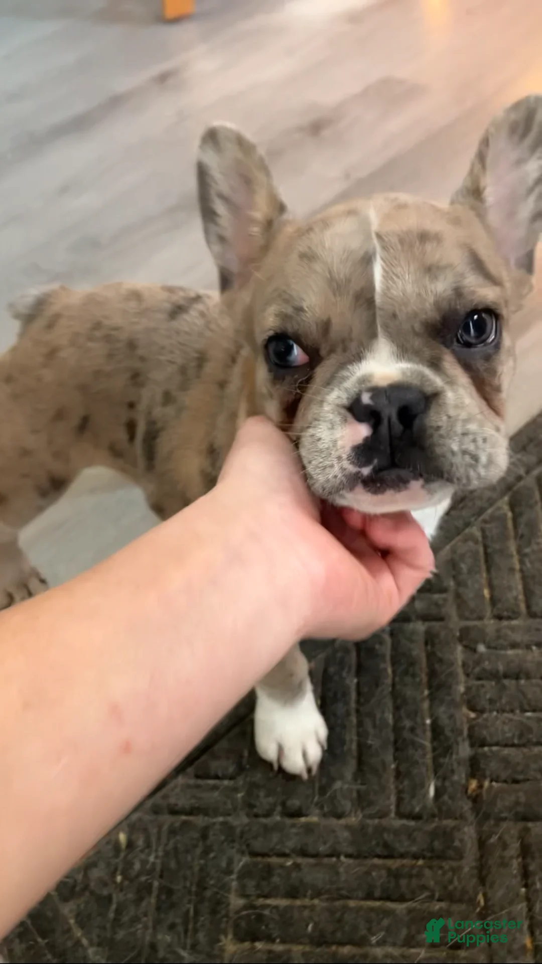 French Bulldog dogs for sale: Jewels - Ad 1