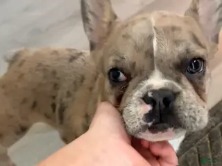 French Bulldog dogs Jewels - Ad 28