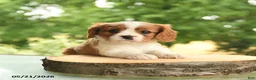 Cavalier King Charles Spaniel dogs for sale: Brock - Ad 4