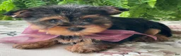 Yorkshire Terrier dogs for sale: Flo - Ad 8