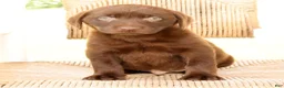 Labrador Retriever dogs for sale: Oscar - Ad 8