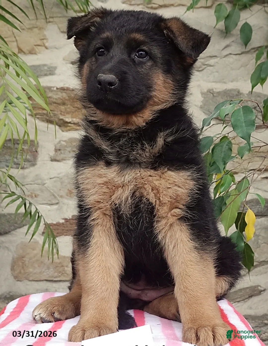 German Shepherd dogs for sale: Sus - Ad 1