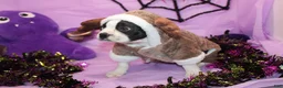 Boston Terrier dogs for sale: Nash A Gentle Soul with Eyes That Melt Hearts - Ad 2