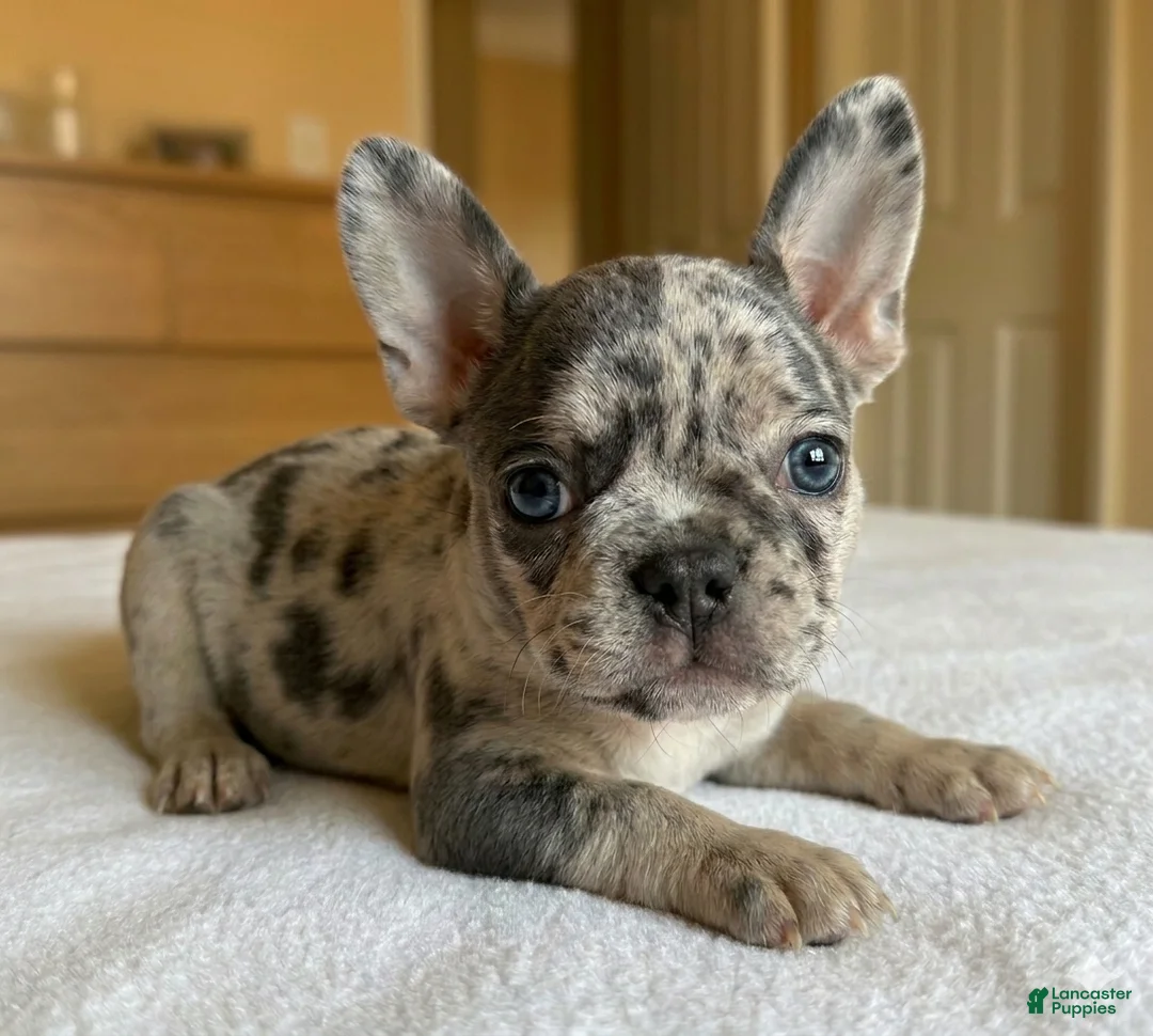 French Bulldog dogs for sale: Atlas - Ad 2