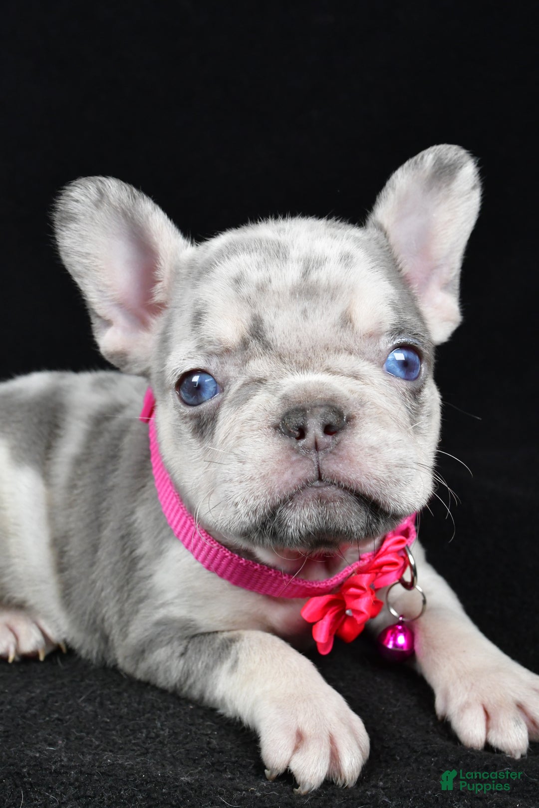 French Bulldog dogs for sale: Krissey - Ad 3