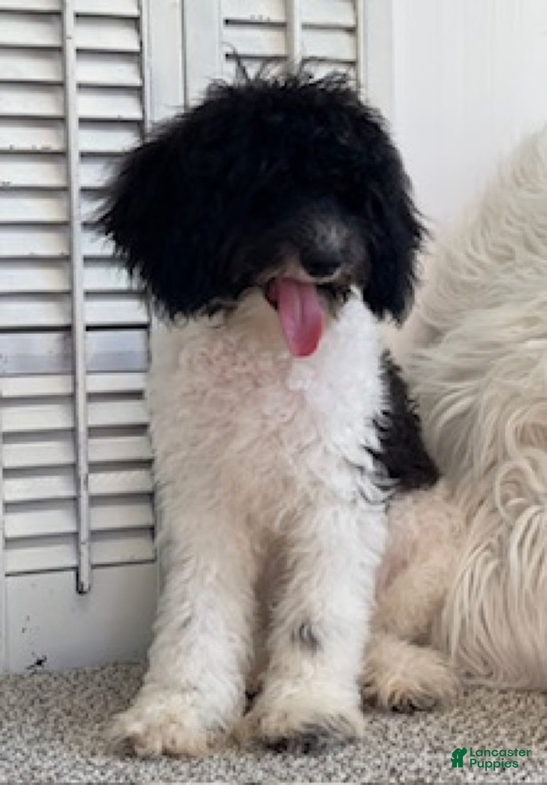 Miniature Poodle dogs for sale: Travis - Ad 3
