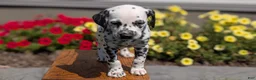 Dalmatian dogs for sale: Ariel - Ad 2