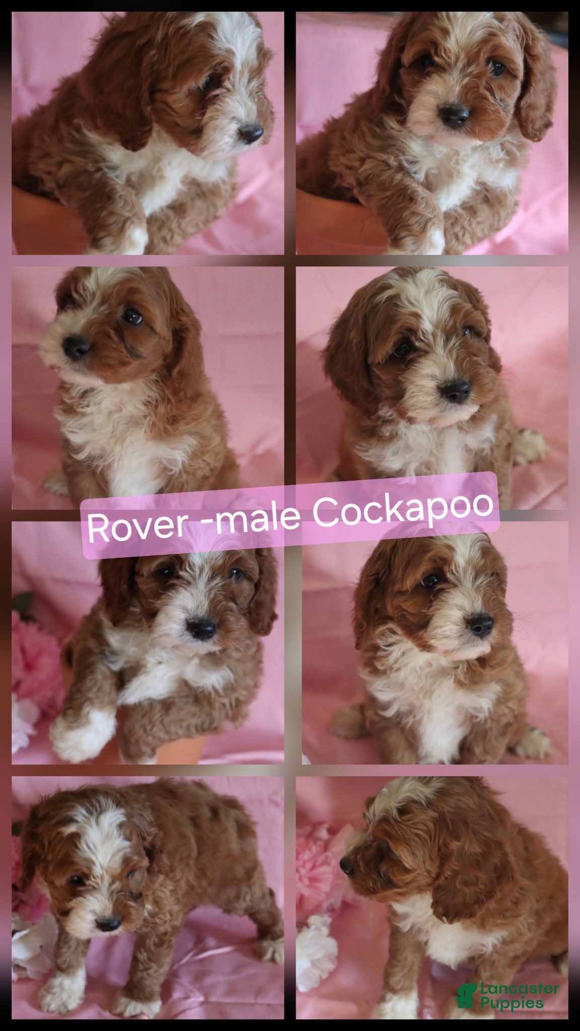 Cockapoo dogs Rover - Ad 3