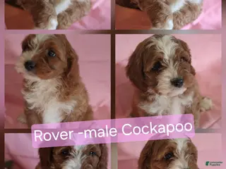 Cockapoo dogs Rover - Ad 3