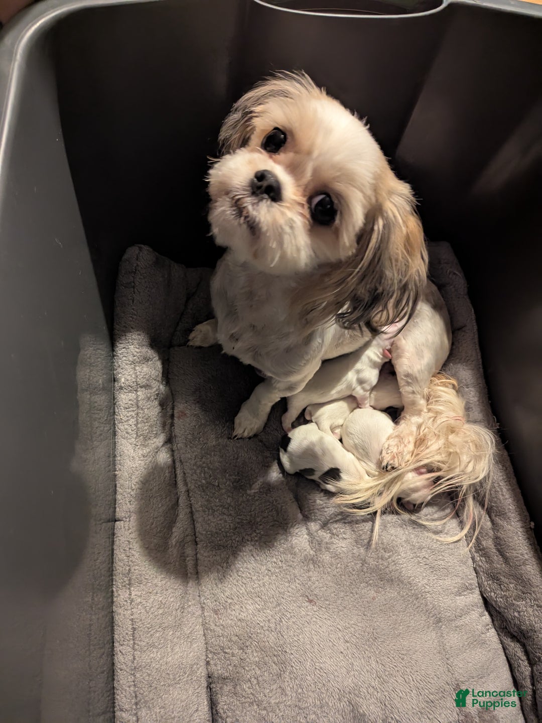 Shih Tzu dogs for sale: Skylar  - Ad 6
