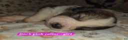 Mixed Breed dogs for sale: Light blue - Ad 22