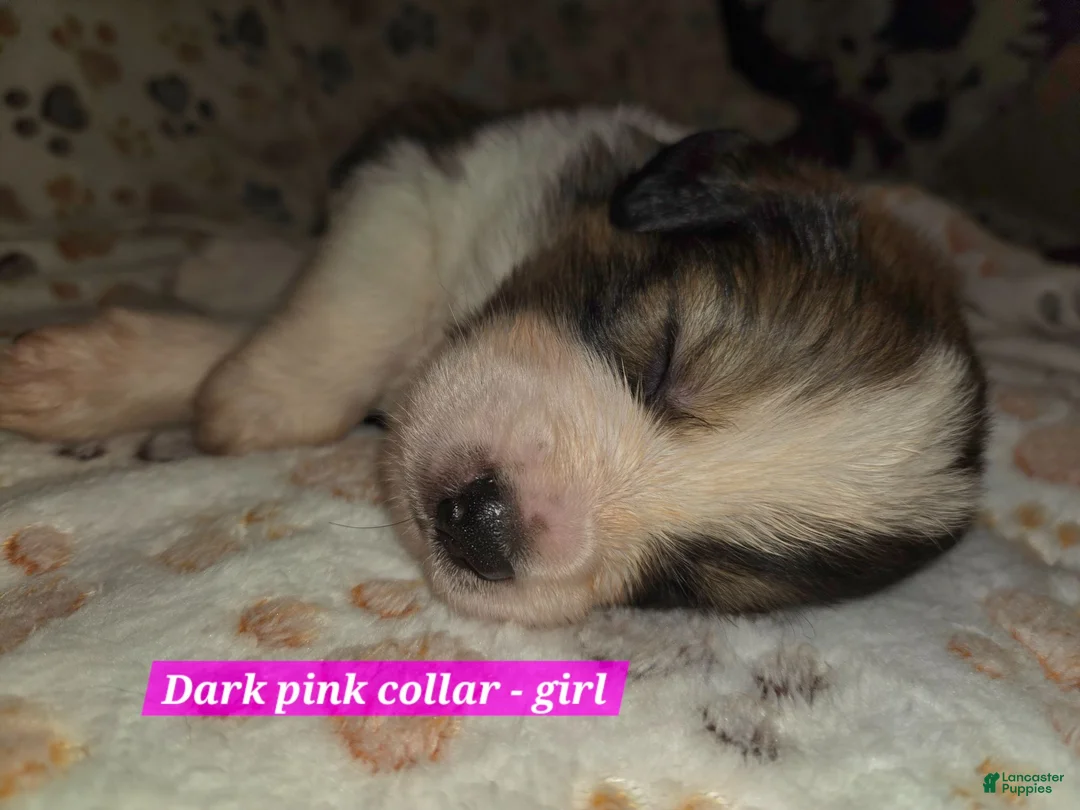 Mixed Breed dogs for sale: Light blue - Ad 22