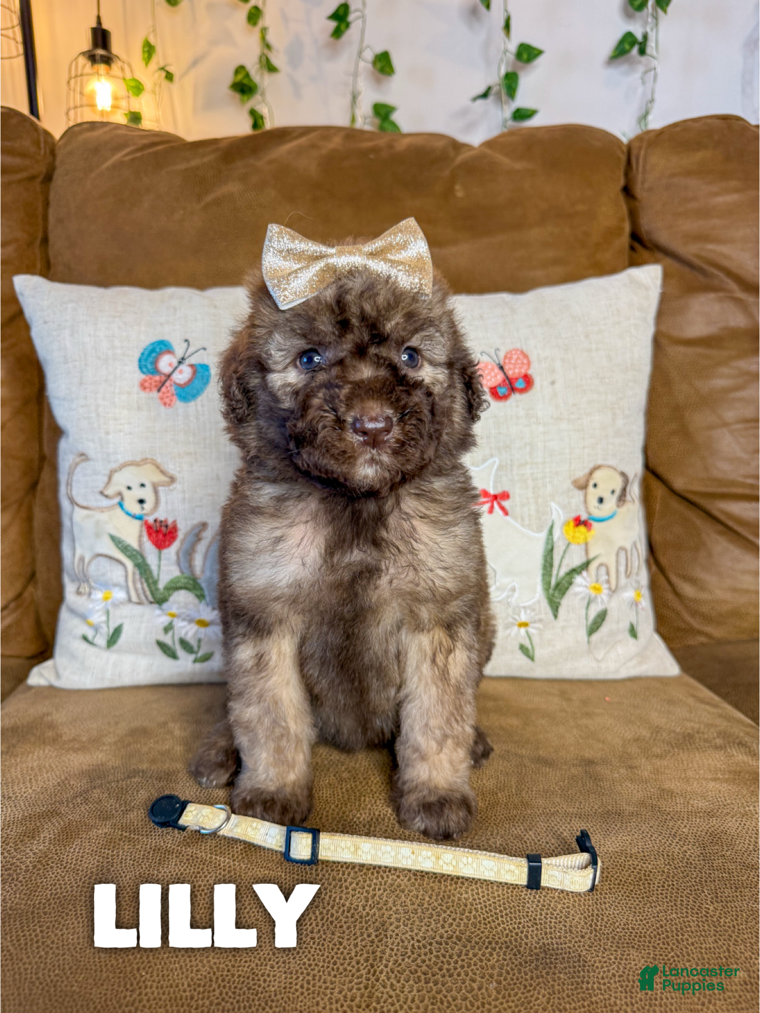 Saint Berdoodles dogs Lilly - Standard F1b - Ad 1