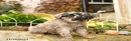 Toy Poodle dogs for sale: Smudge - Ad 2