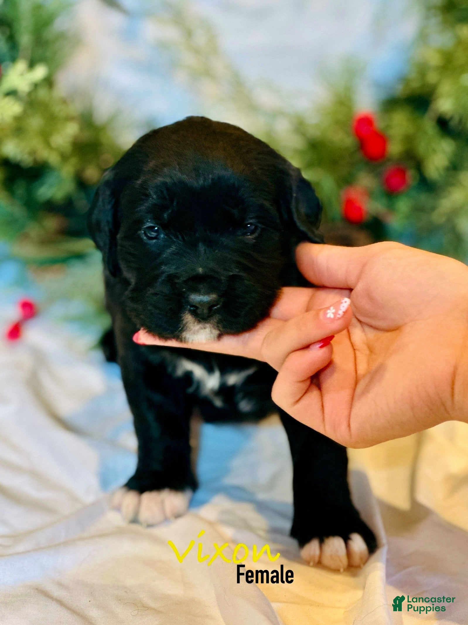 Golden Retriever Puppies for sale in Kentucky | Lancaster Puppies