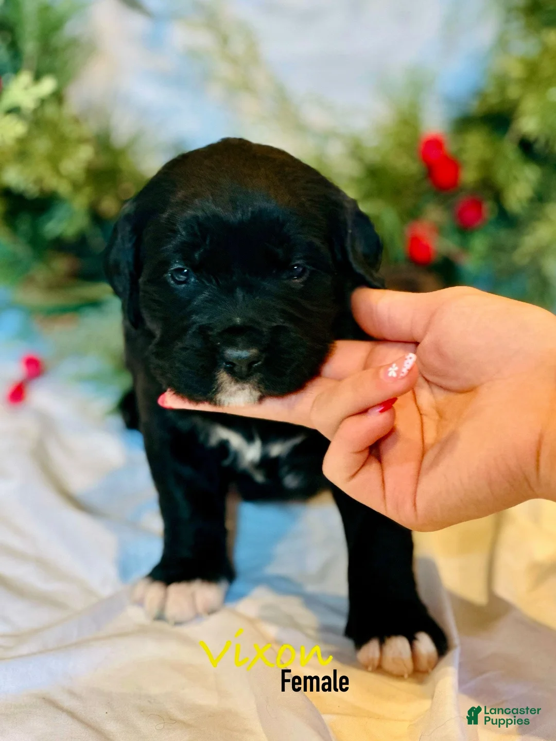 Mixed Breed dogs for sale: Vixen (Golden Mountain Doodle) - Ad 3