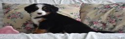 Bernese Mountain Dog dogs for sale: Clover - Ad 8