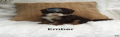Ember 
