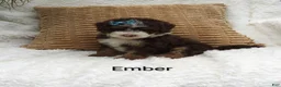 Mini Bernedoodle dogs for sale: Ember  - Ad 1