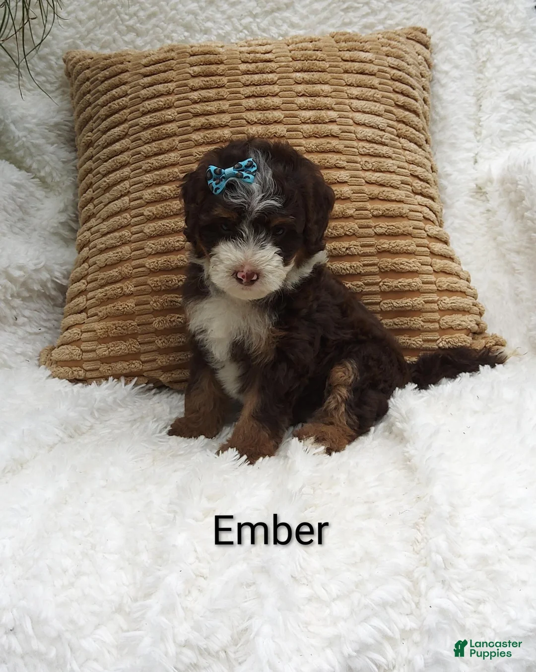 Mini Bernedoodle dogs for sale: Ember  - Ad 1