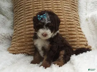 Mini Bernedoodle dogs Ember - Ad 42
