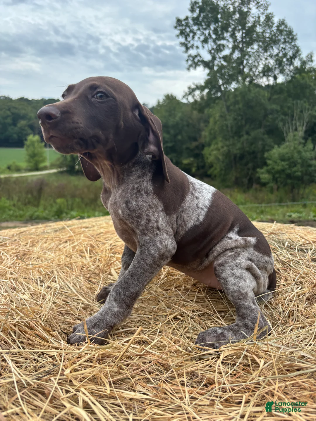 German Shorthaired Pointer dogs for sale: German Shorthaired Pointer 3 - Ad 2