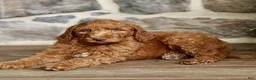 Goldendoodle dogs for sale: Jarvis  - Ad 2