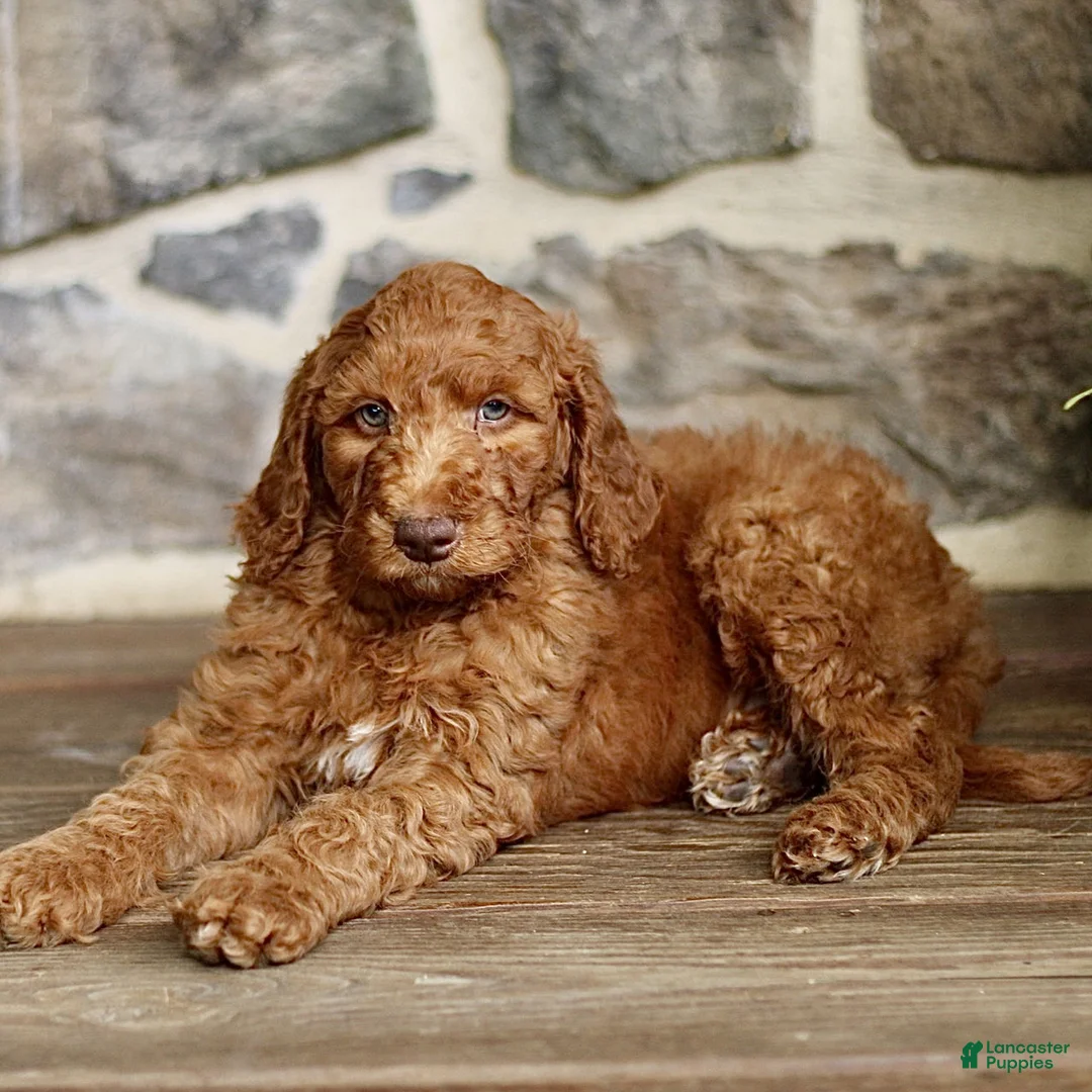 Goldendoodle dogs for sale: Jarvis  - Ad 2