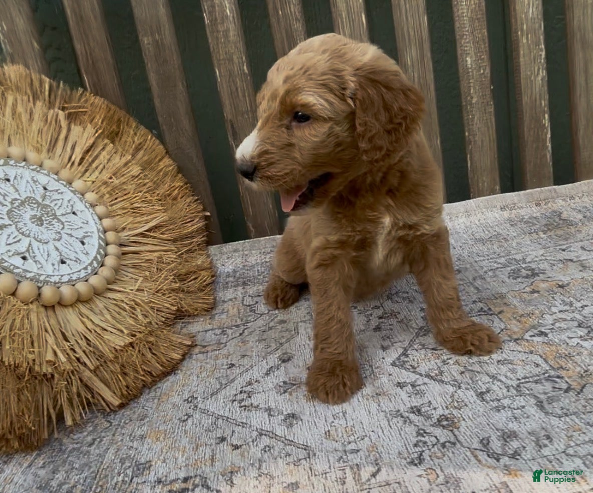 Goldendoodle dogs Xena - Ad 1