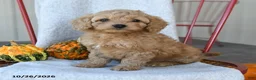 Cockapoo dogs for sale: Biscuit - Ad 2
