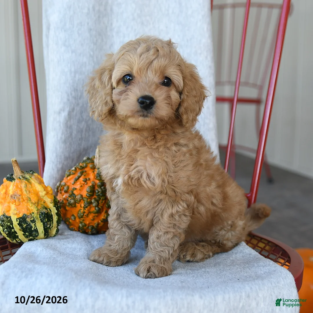 Cockapoo dogs for sale: Biscuit - Ad 2