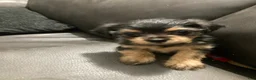 Mixed Breed dogs for sale: Autumn - Ad 2
