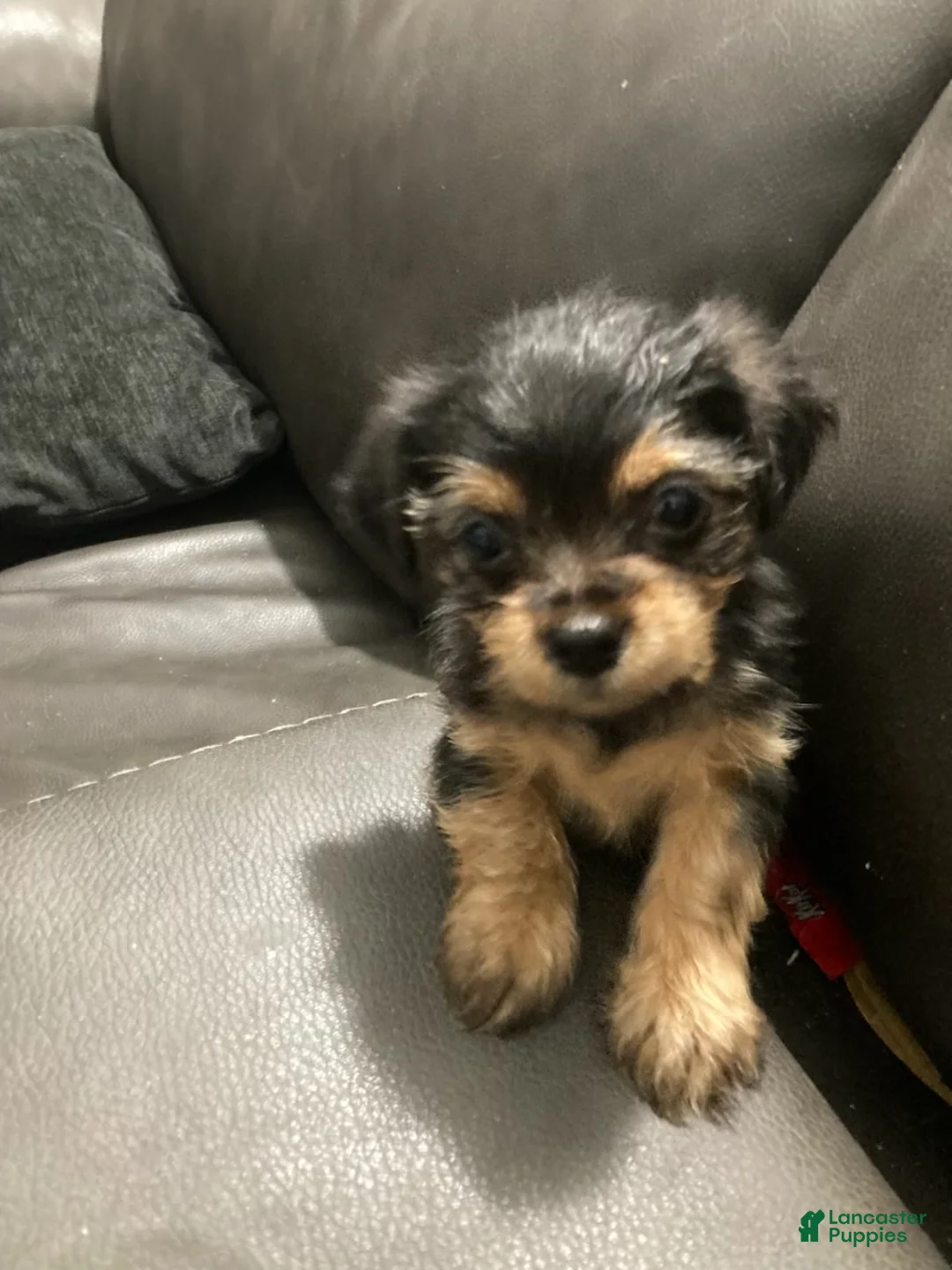 Mixed Breed dogs for sale: Autumn - Ad 2