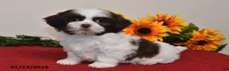 Shih Tzu dogs for sale: Archie - Ad 3