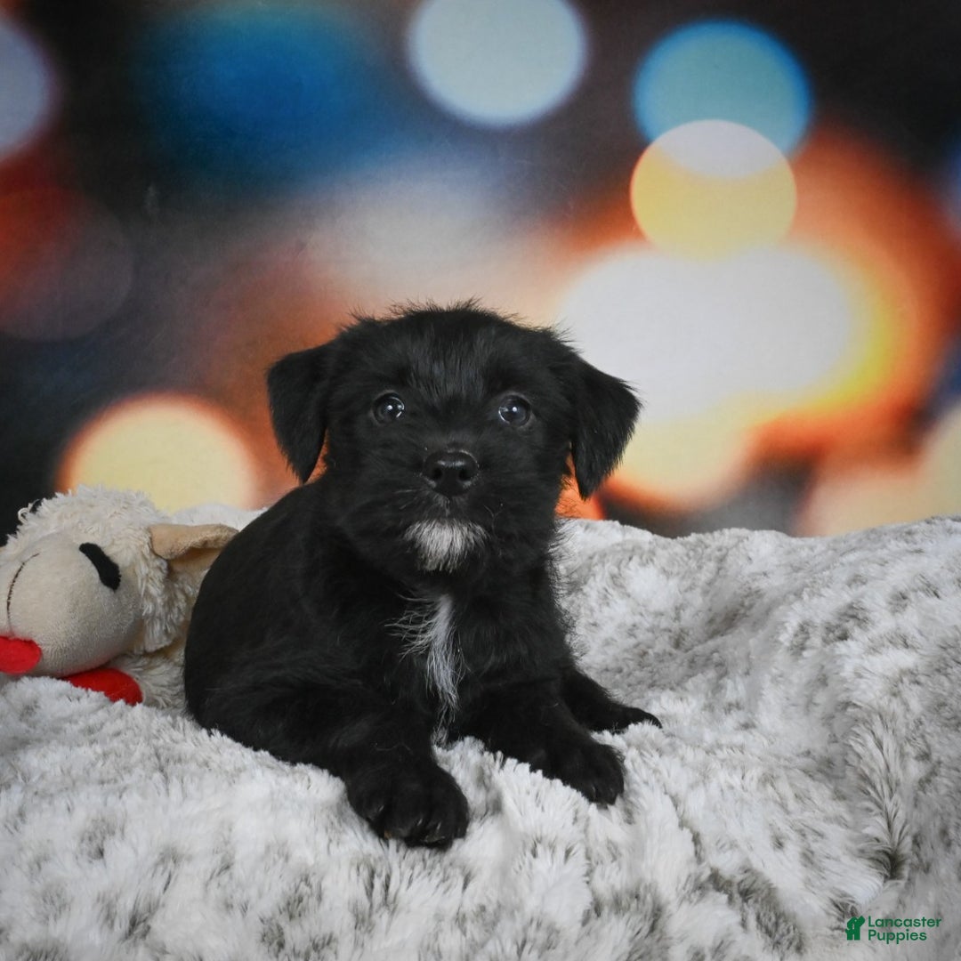 Mixed Breed dogs for sale: Randy - Ad 3