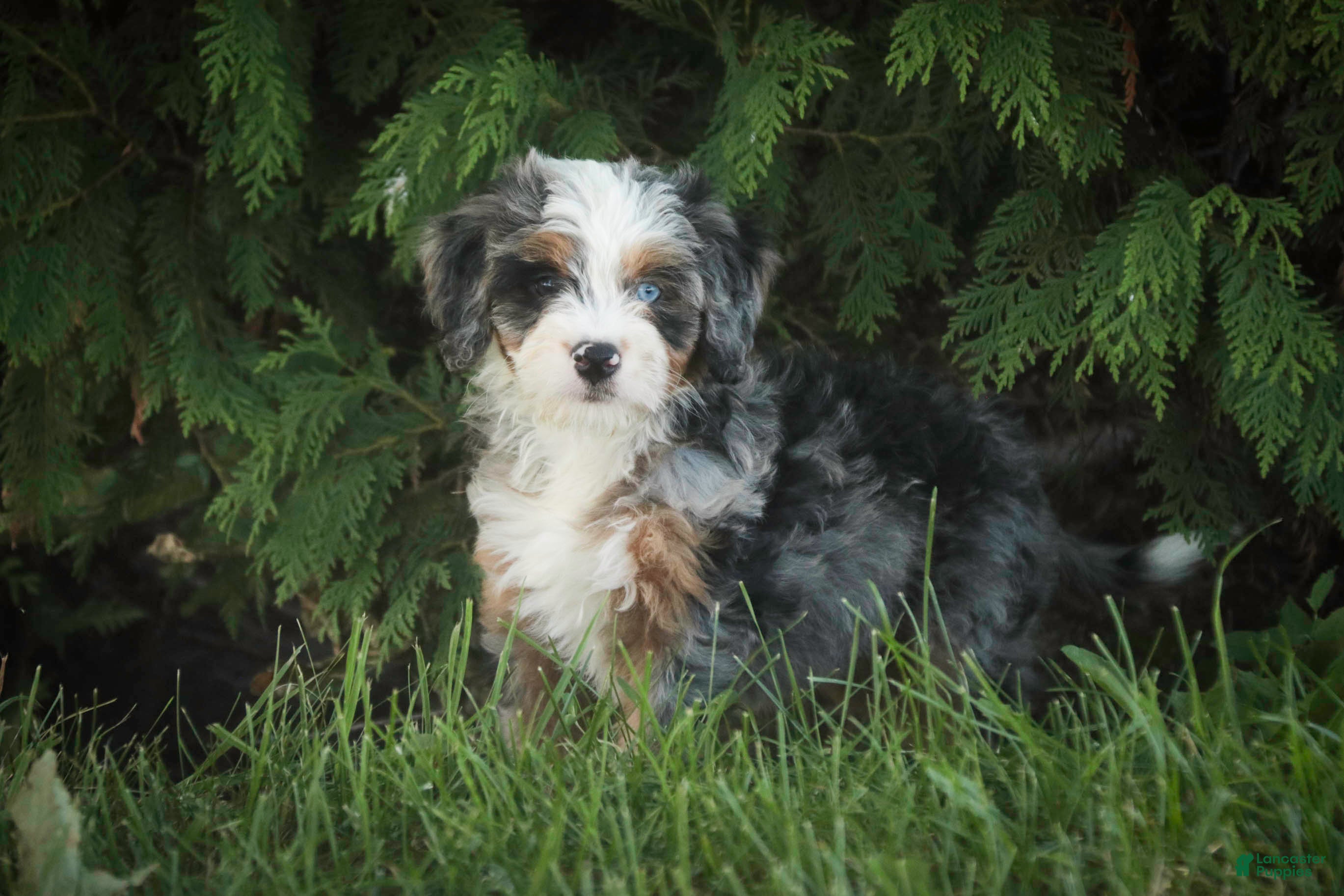 Mini Bernedoodle dogs Maya Mini Bernedoodle  - Ad 1