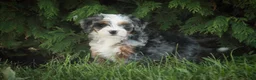 Mini Bernedoodle dogs for sale: Maya Mini Bernedoodle  - Ad 1